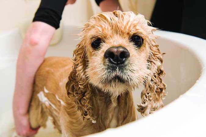 spaniel puppy getting a bath