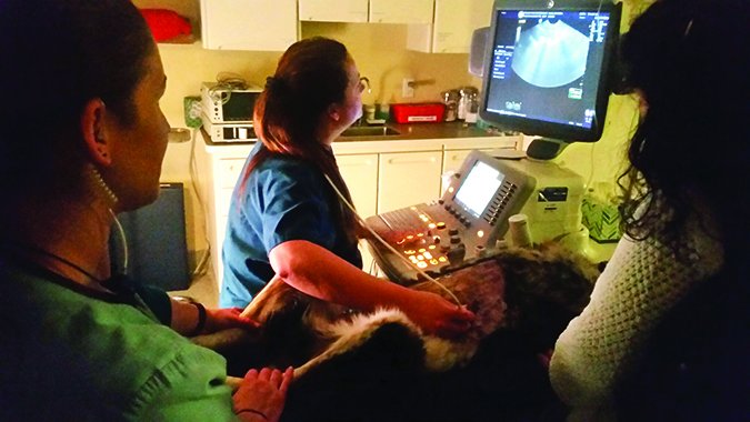 dog abdominal ultrasound