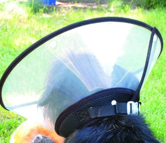 How to Treat Dog Wounds