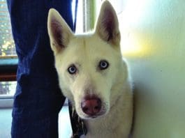 Taking a dog to the vet, or a new vet will dog more smoothly if you are there with your dog.