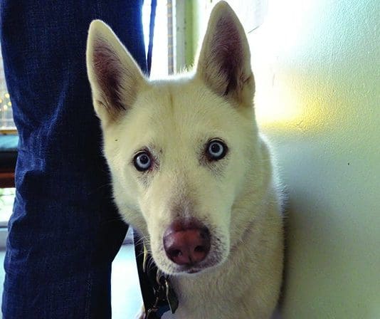 Taking a dog to the vet, or a new vet will dog more smoothly if you are there with your dog.