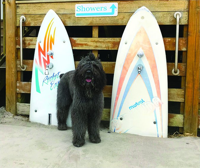 bouvier at the beach