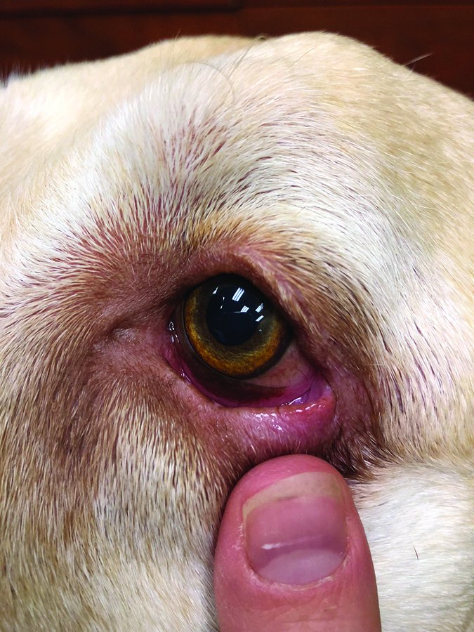 acquired entropion in dog