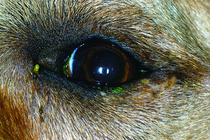 entropion surgery for dogs fixes common eye problem