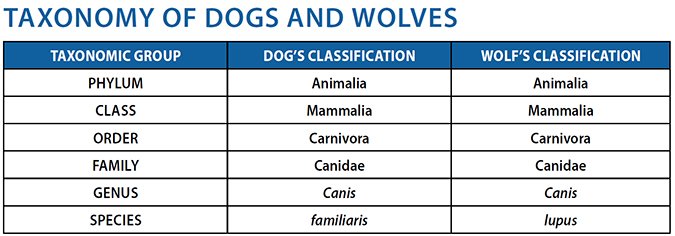 dog wolf taxonomy