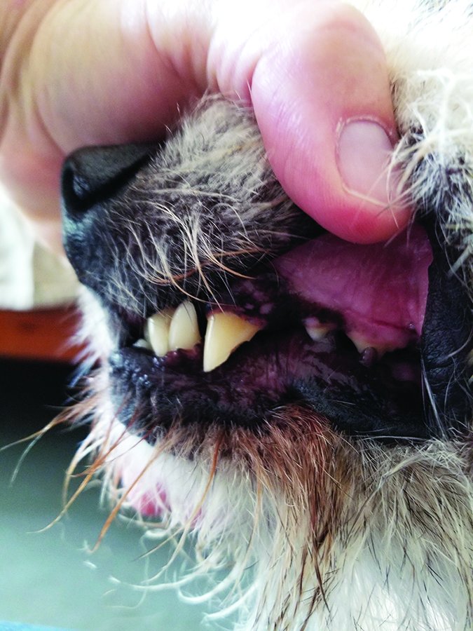 dog broken tooth