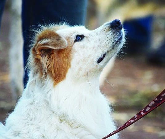 The 7 Habits of Highly Effective Dog Owners