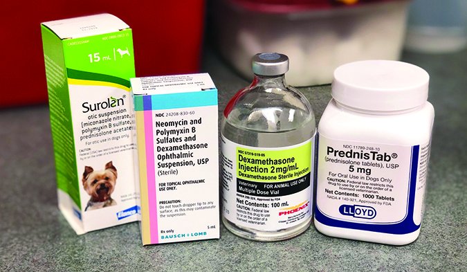 steroids for dogs