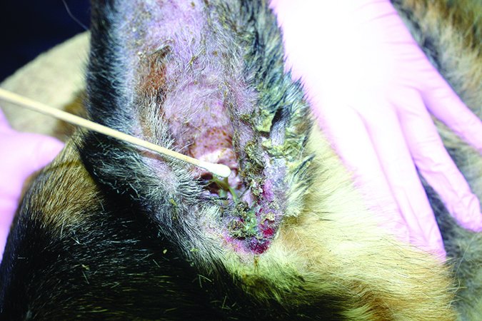 severe otitis in dog ear