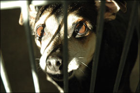 A dog with wide open sad eyes looks through the bars of an animal shelter kennel