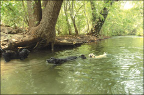Canine Swimming