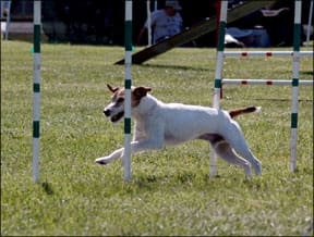 Dog Agility Injuries