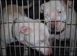 abused dogs