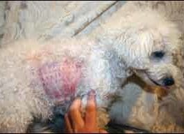 Dog allergy tests are not as conclusive as they are sometimes presented as.