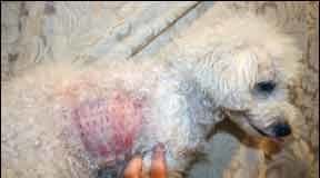 Dog allergy tests are not as conclusive as they are sometimes presented as.