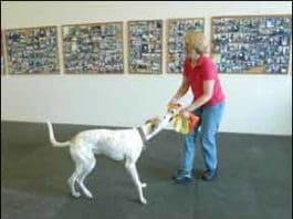 5 Ways to Train Without Treats! How do you train a dog without treats? Your best bet is to use play and affections as a reward.