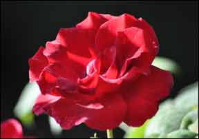 red rose