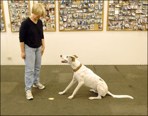 Dog Behavior Training