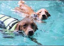 Water flotation devices for dogs are important safety gear that is widely available.