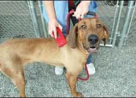 What to do with a stray dog? Make every effort to find an owner.