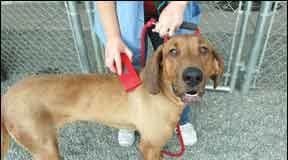 What to do with a stray dog? Make every effort to find an owner.