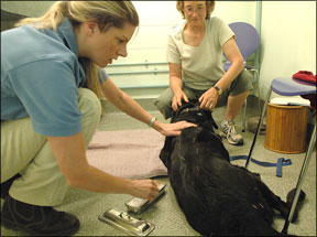 Canine Acupuncture to Promote Healing in Dogs