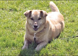 Carbohydrates and Your Dog’s Digestive System Carbohydrates provide a critical part of a dog's diet.