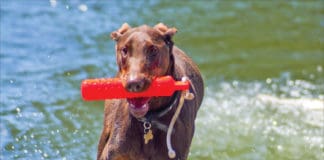 Chemicals in dog toys are a hazard that can be avoided.