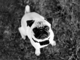 Shocked About E-Collars