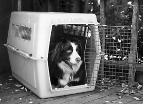 crate training a dog