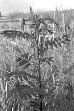 licorice plant