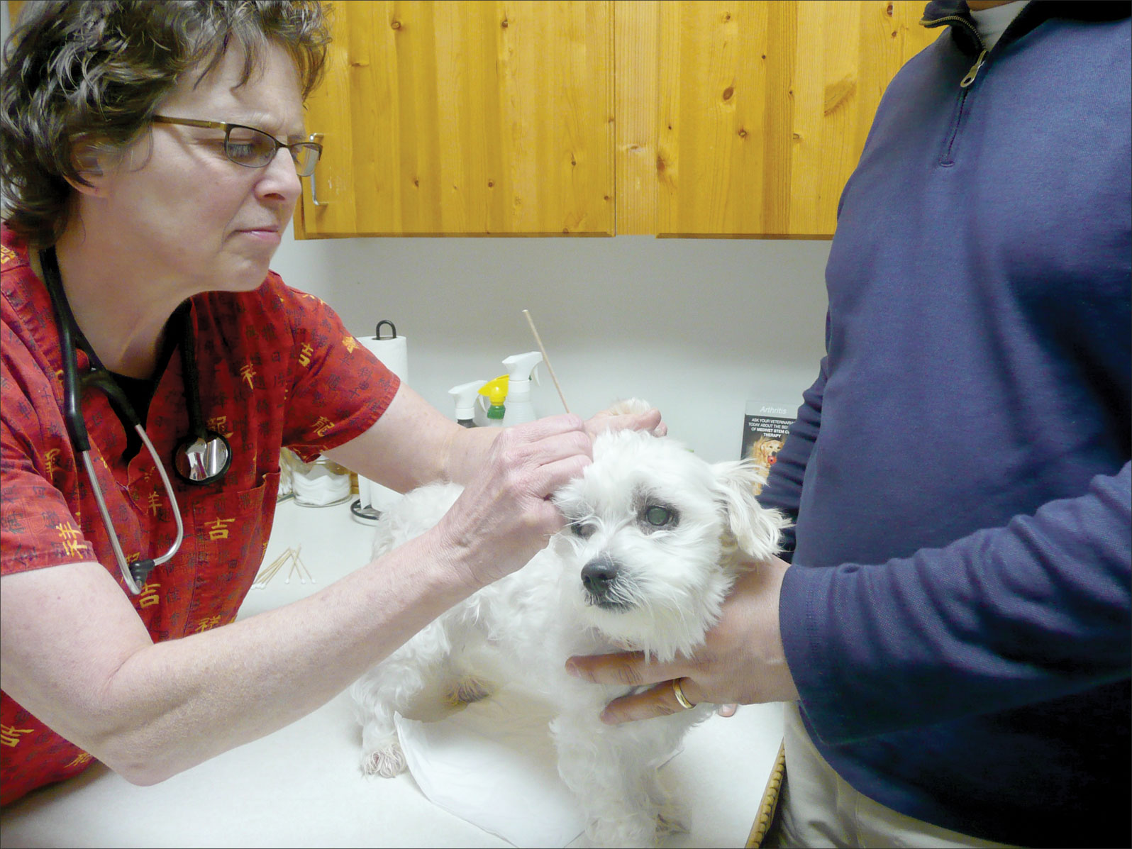 A veterinarian is seen examining a small white dog's ear