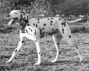 pacing dalmatian