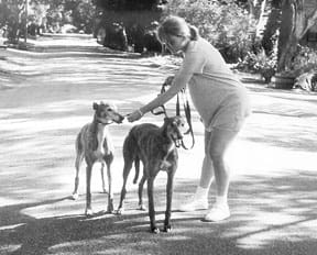 training greyhounds