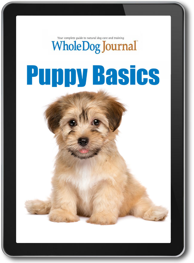 Puppy Basics