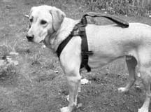 Canine seat belts offer an alternative to crates for a dog's car travel.