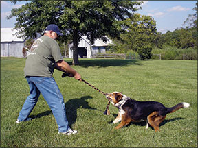 A man playing tug of war with a medium-sized dog