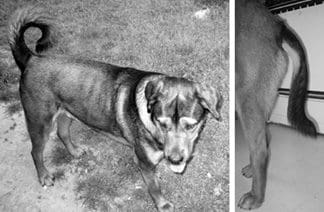 Limber Tail Syndrome Limber tail syndrome is a condition whose causes are a bit mysterious.