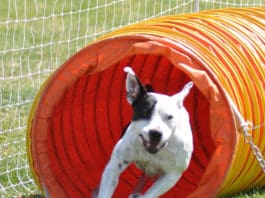 Agility Training