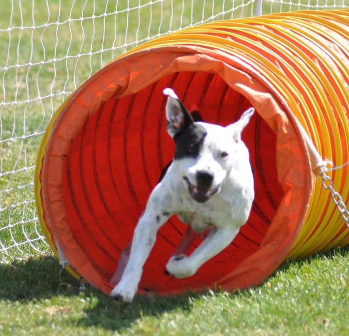 Agility Training