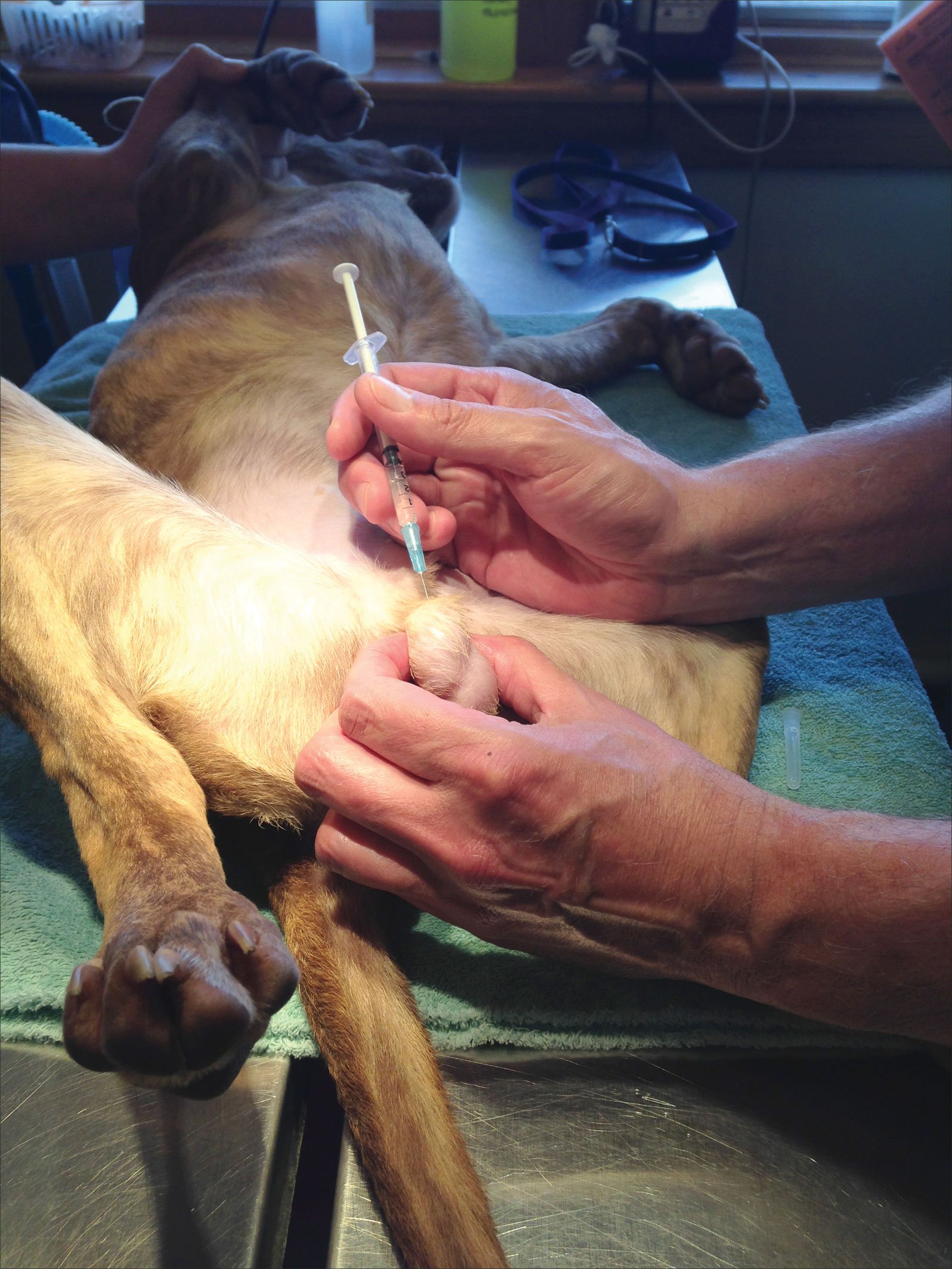 zeuterin dog sterilization