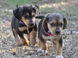 Puppy Personalities: How Much Is Inborn?