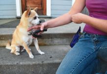 showing dog nail clippers