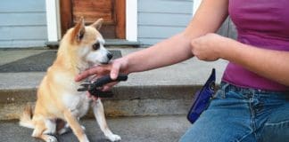 showing dog nail clippers