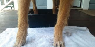 dirty dog paws