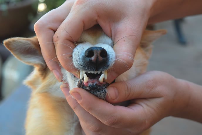 small dog prone to periodontal disease