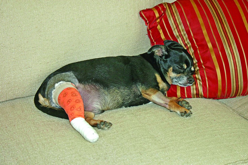 small dog with leg cast