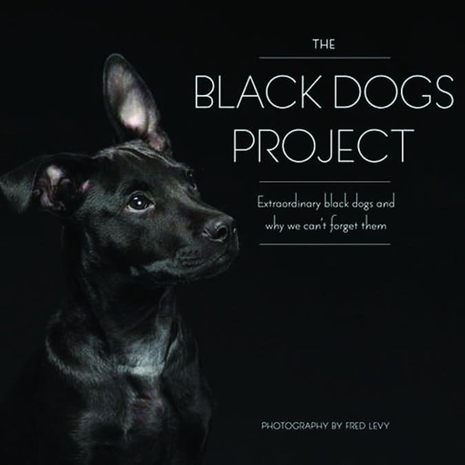 The Black Dogs Project by Fred Levy