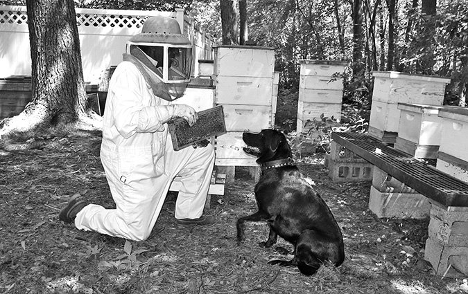 beekeeping with dogs