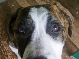 Dogs, Cats, and Bats, Oh My